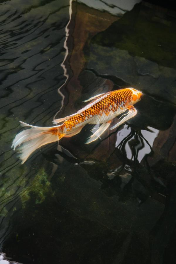The Koi House With Pool